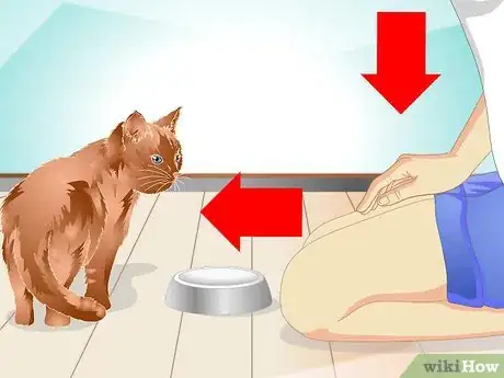 Image titled Teach a Cat to "High Five" Step 14